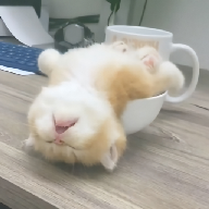 情侣直播